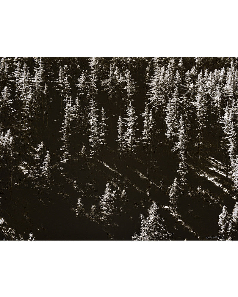 Larches at Val Prévert