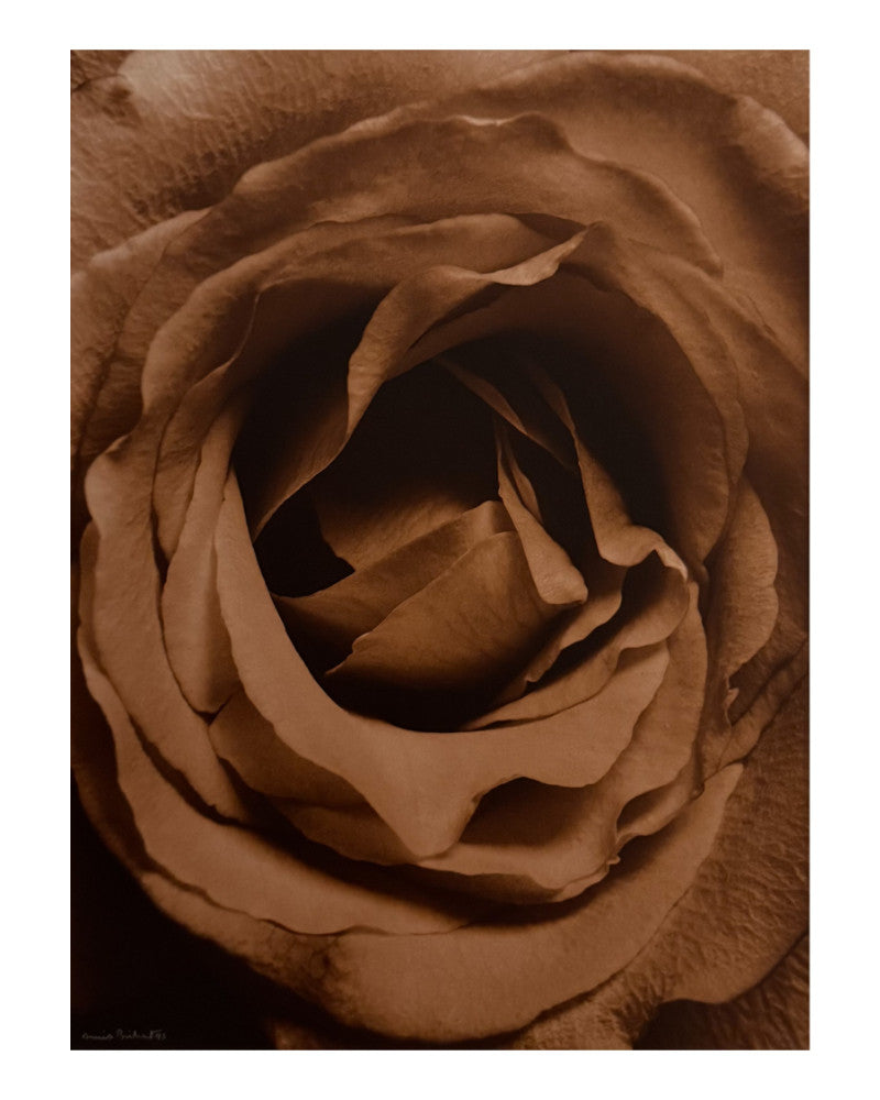 Rose Heart Photo 2
