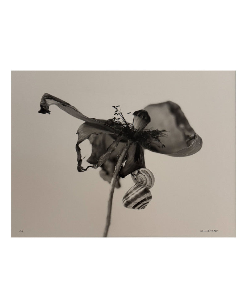 Poppy and snails photo 02