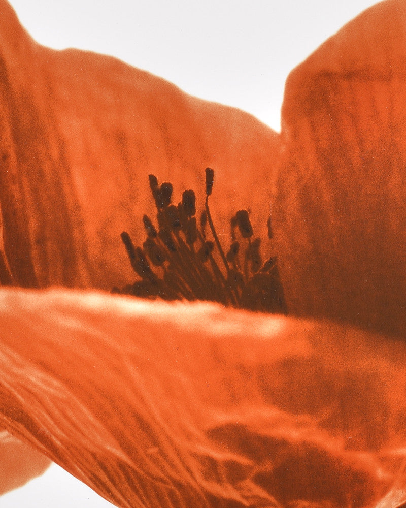 Flying Poppy Photo