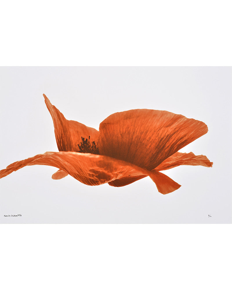 Flying Poppy Photo