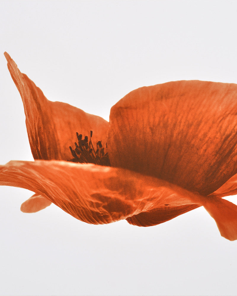 Flying Poppy Photo