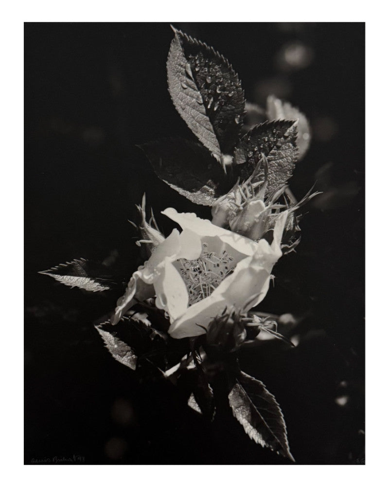 Eglantine and dew photo