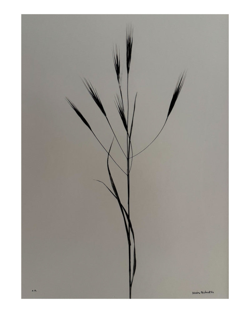 Photo Wild Oats 02