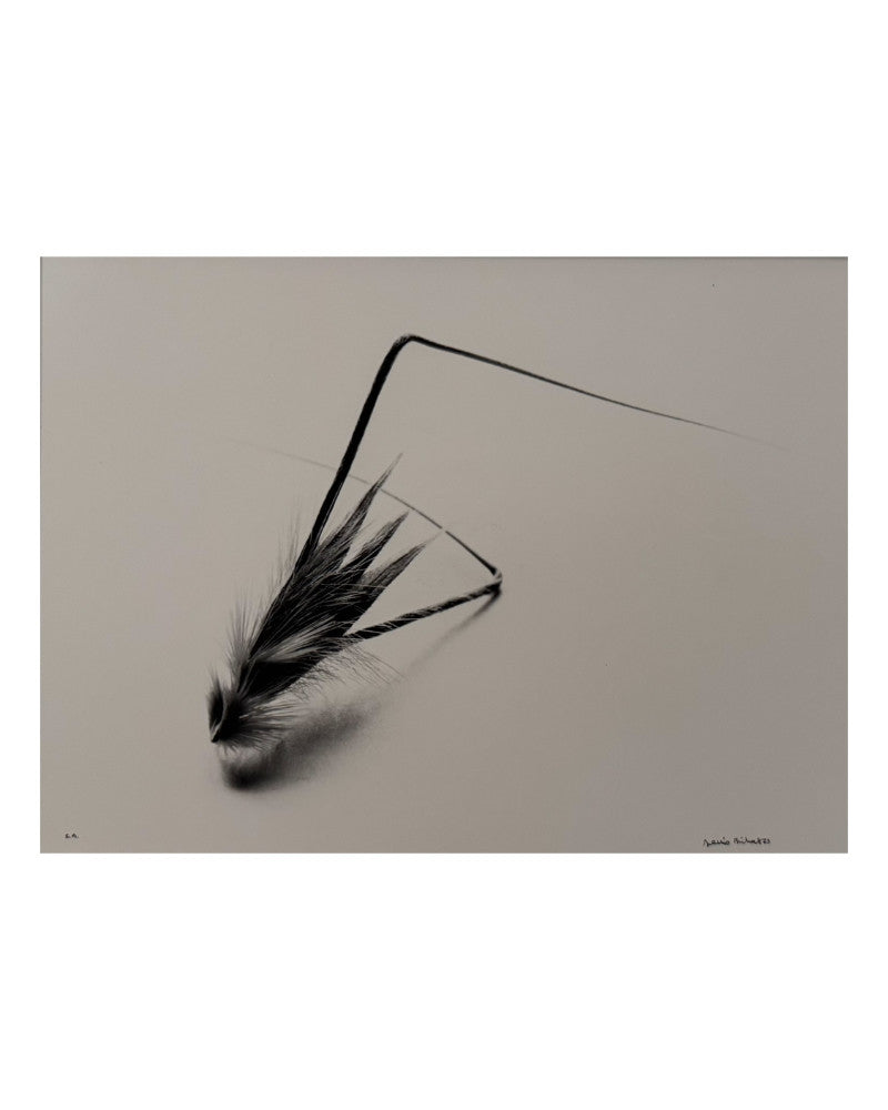 Wild oat seed photo