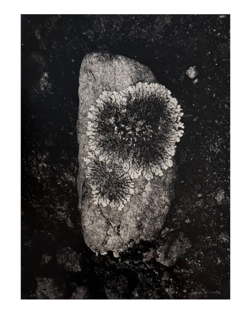 Photo of lichens on a stone