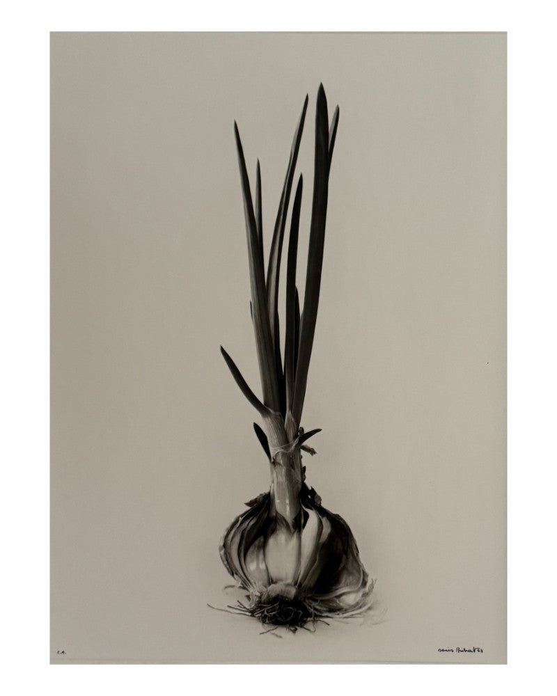 Sprouted onion photo
