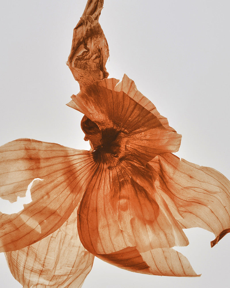 Onion Skin Photo