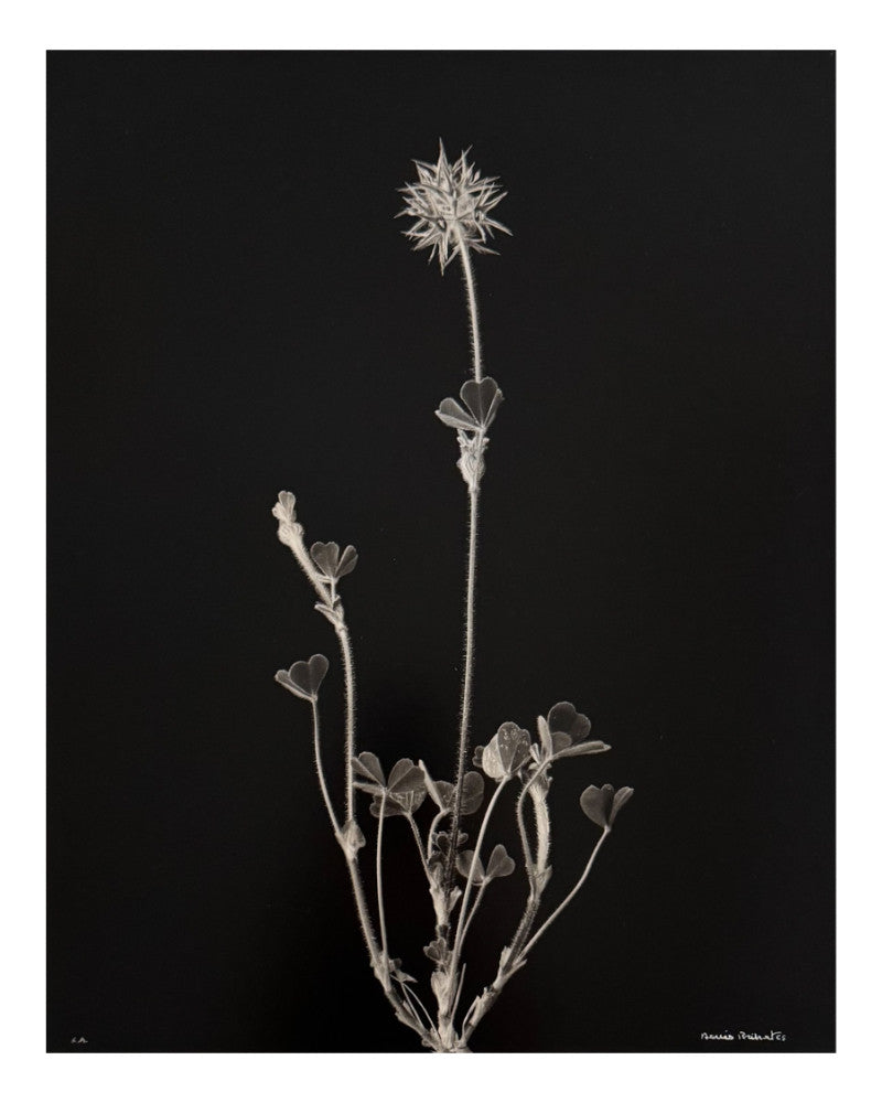 Starry clover photo