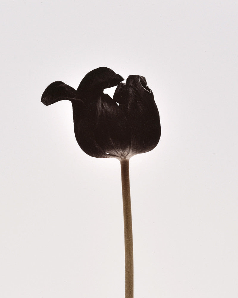 Tulip photo