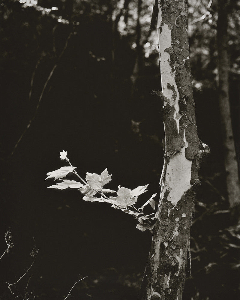 Plane tree