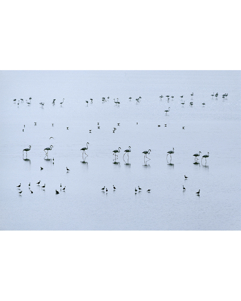 Camargue 07
