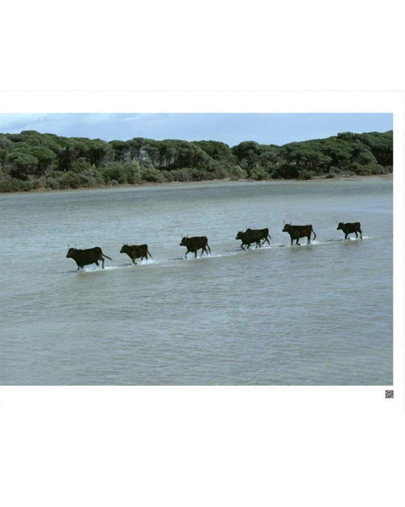 Camargue, The beauty of creation, opus 2