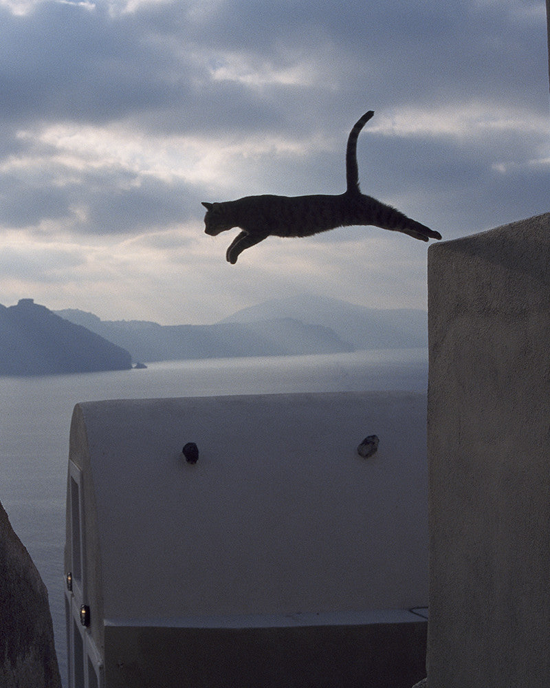 Island cat 03