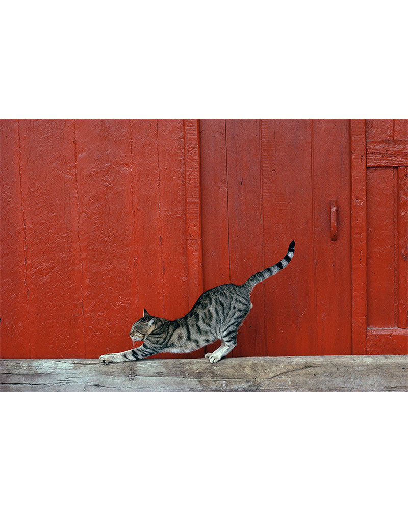 Island cat 05
