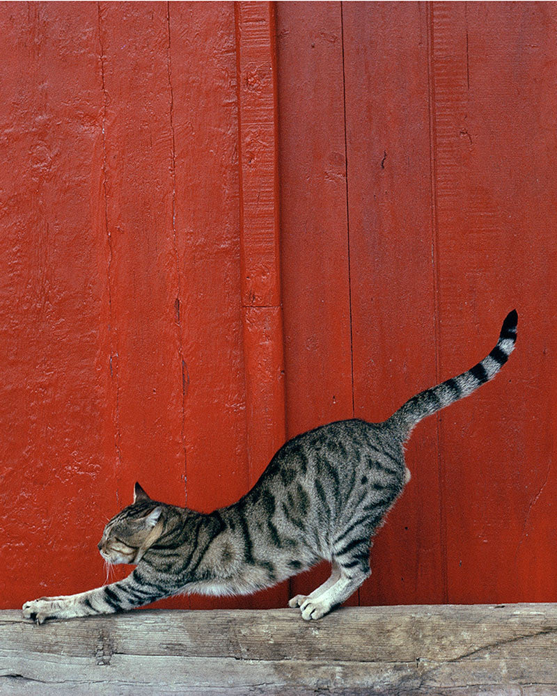 Island cat 05