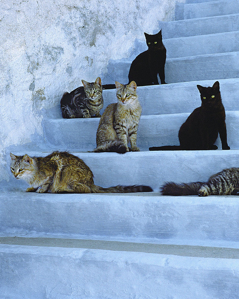 Island Cat 06