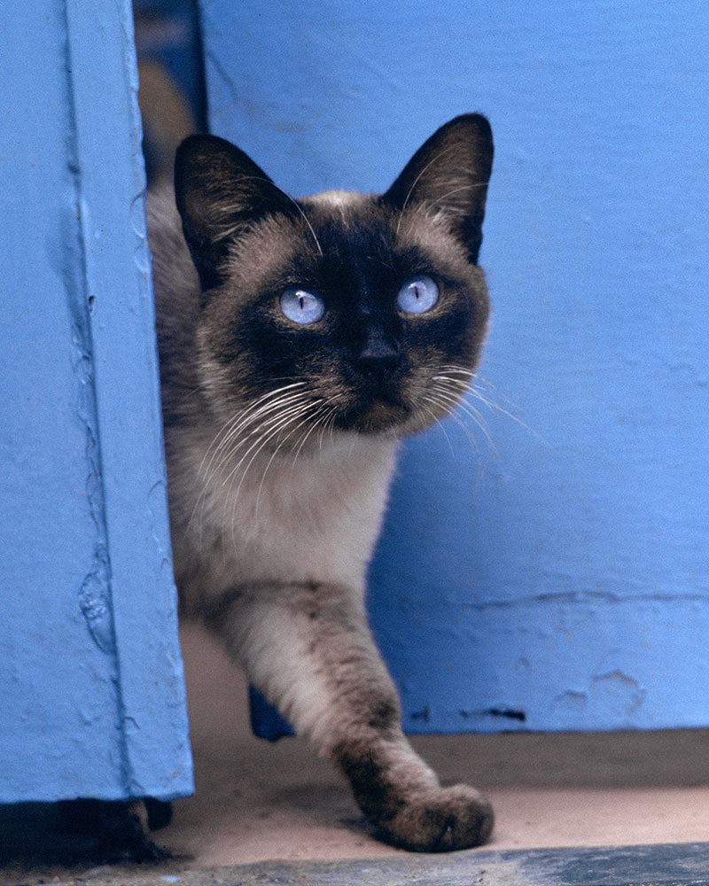 Island cat 08