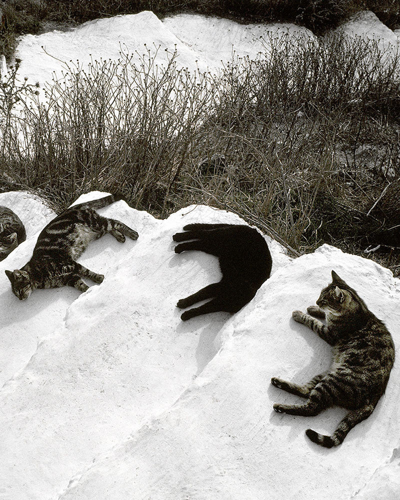 Island cat 09