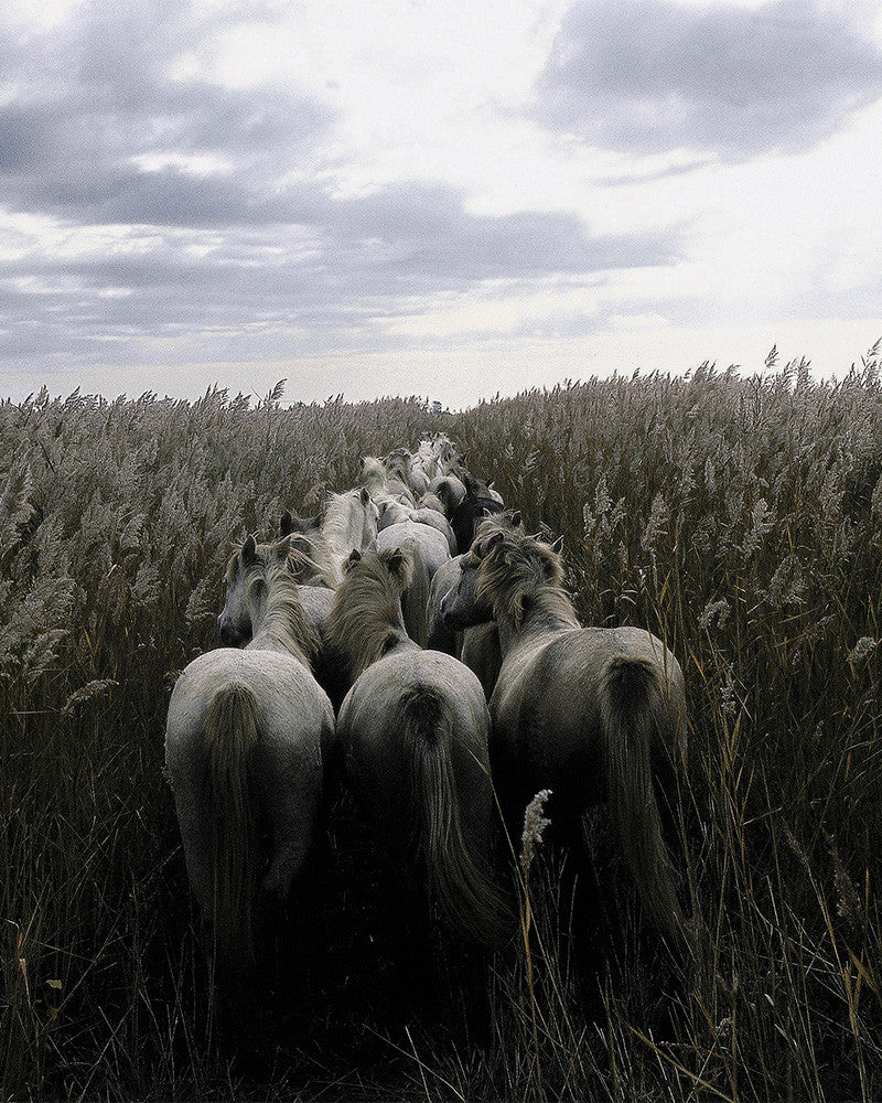 Camargue Horses 01