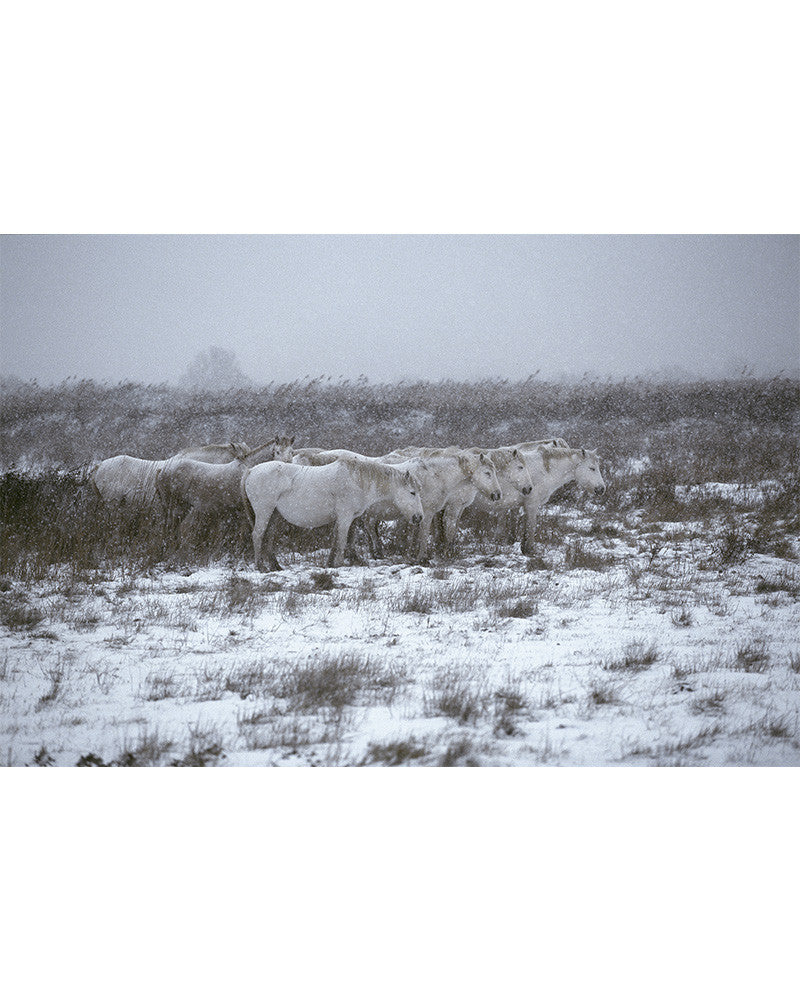 Camargue horses 03