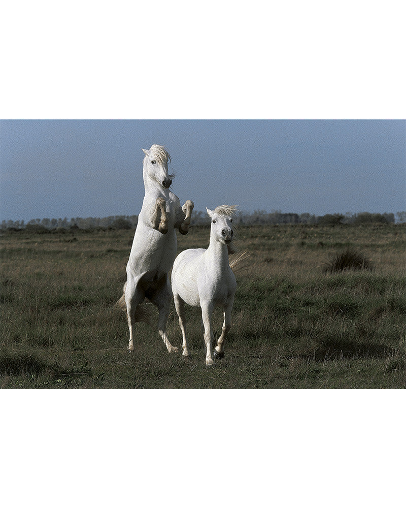 Camargue horses 04
