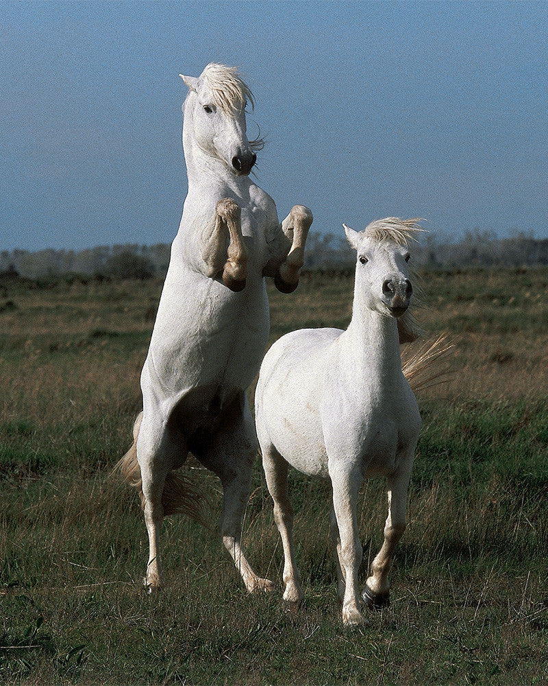 Camargue horses 04