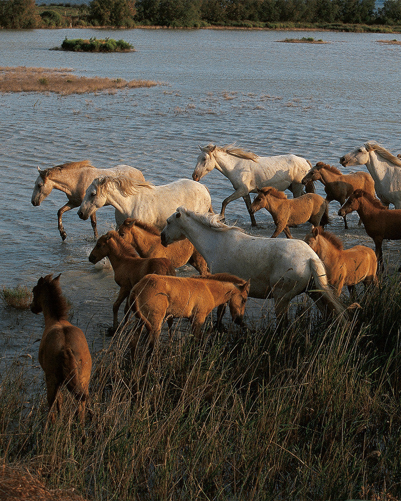 Camargue horses 08