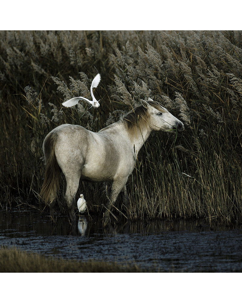 My bond with the Camargue horses