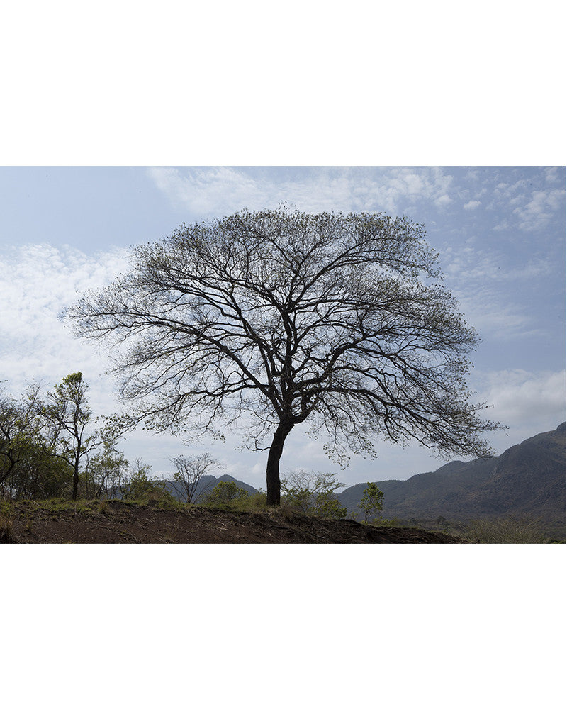 Memorable tree photo from Ethiopia