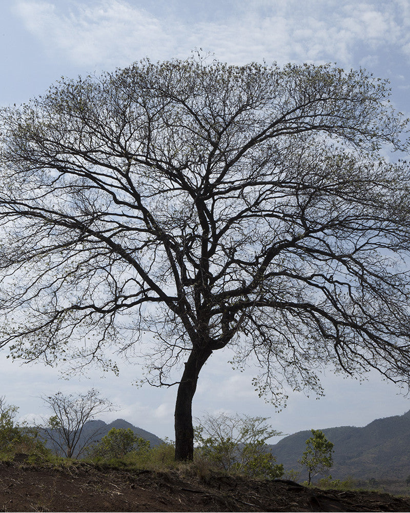 Memorable tree photo from Ethiopia