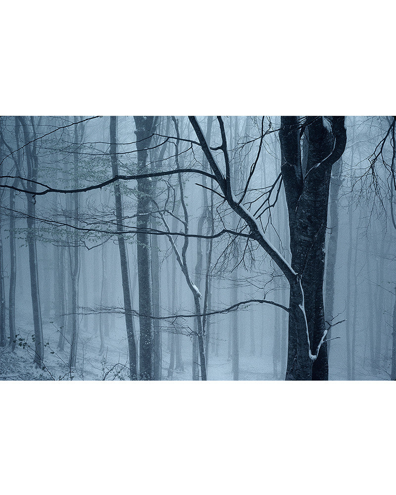 Photo of forest under snow