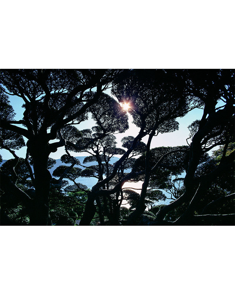 Japanese garden photo