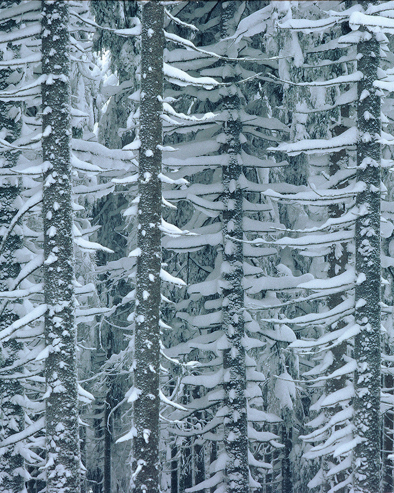 Photo of larches in the snow