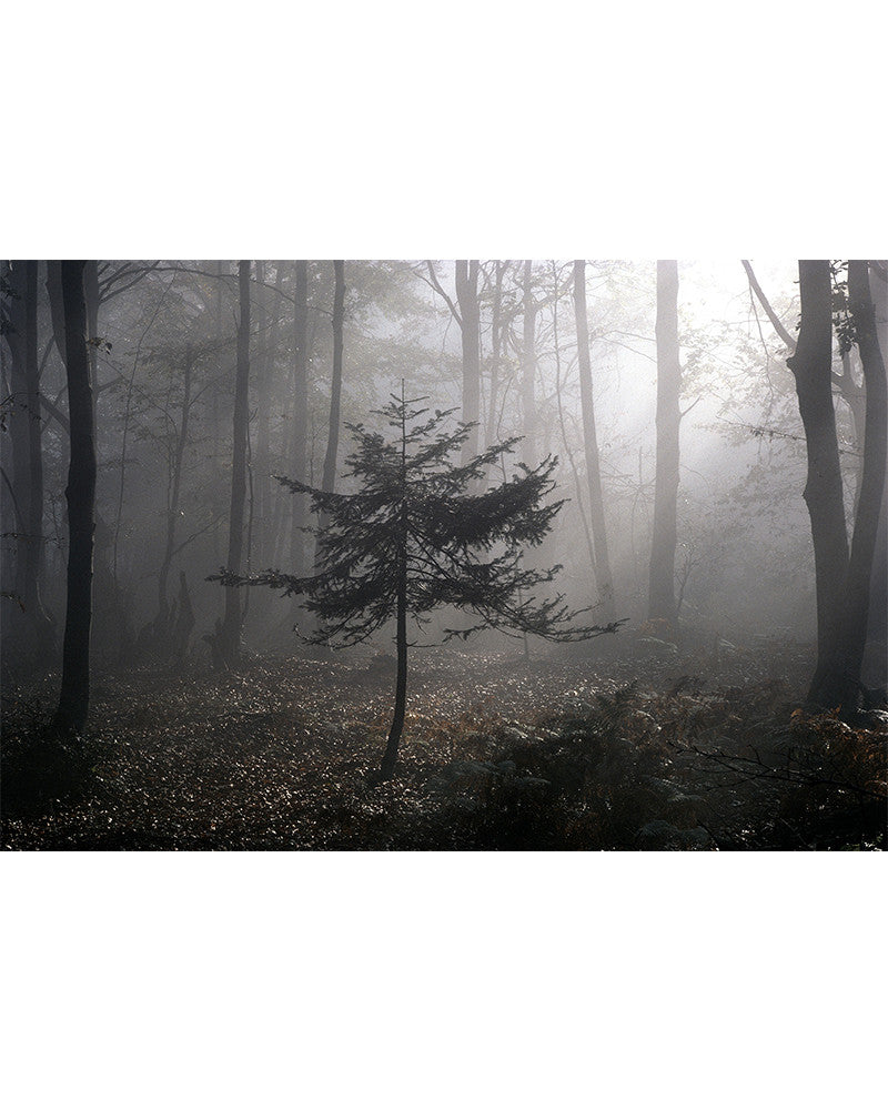 Pin photo in a ray of sunlight