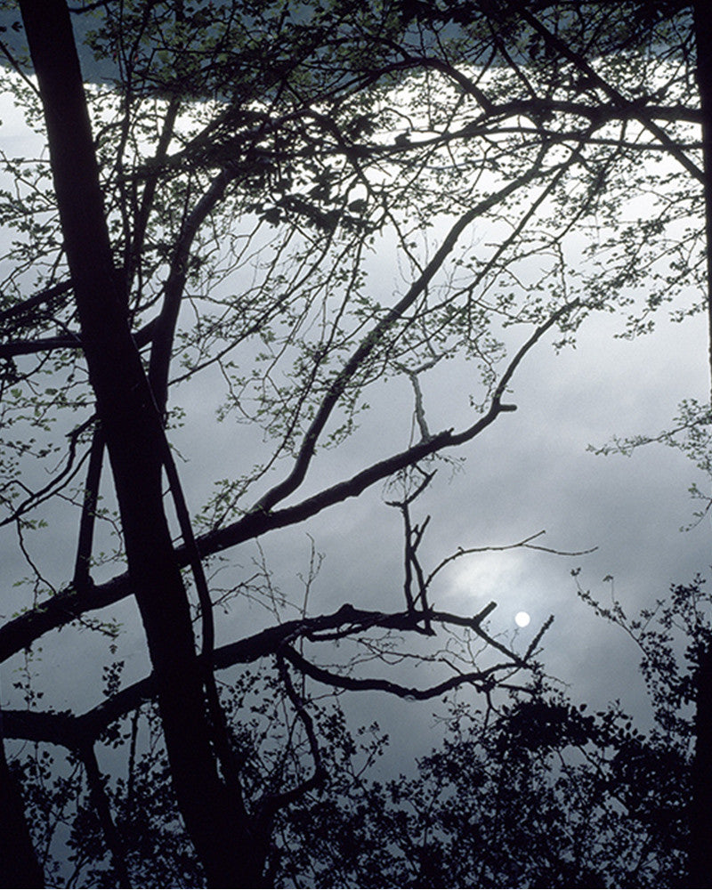 Full moon photo over the forest
