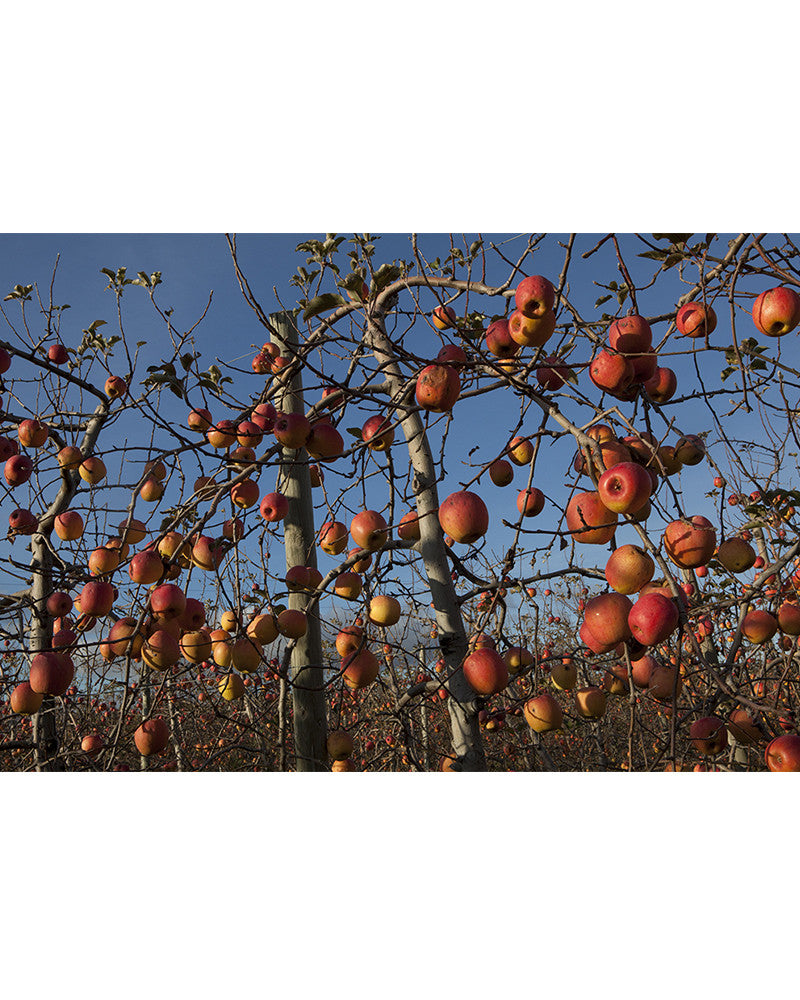 Photo Pommiers en fruits