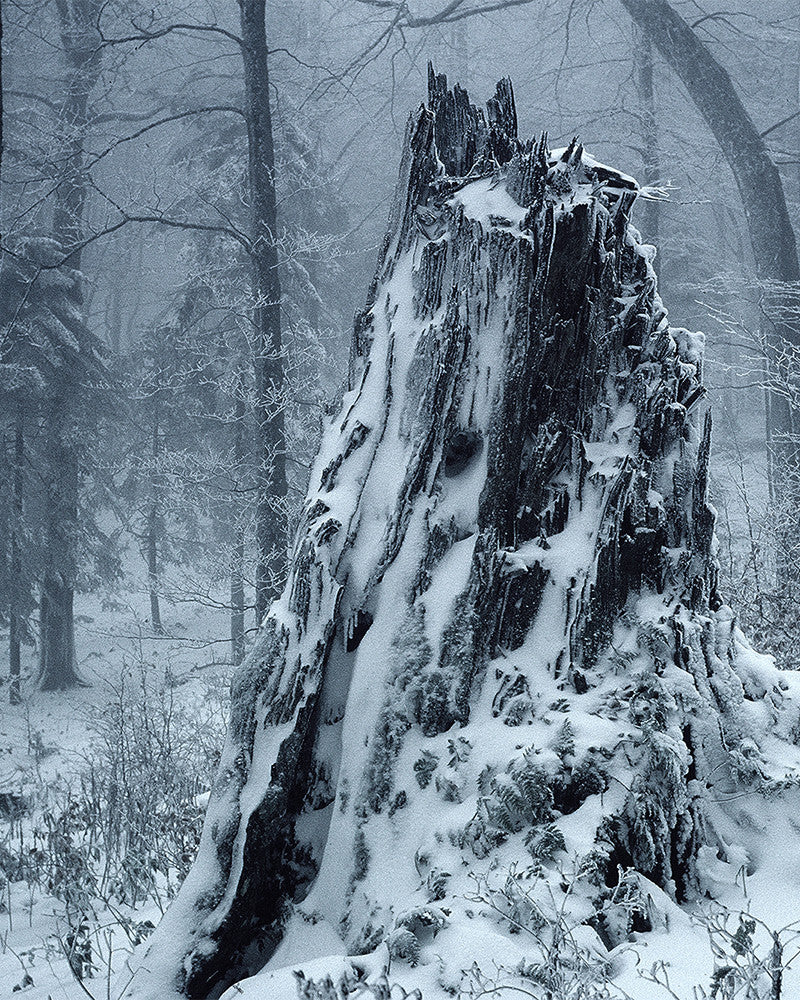 Stump under the snow photo