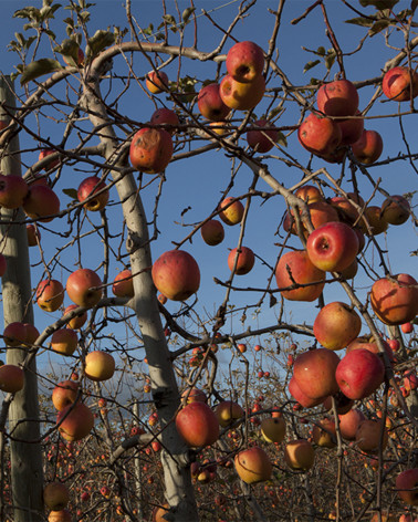 Hans Silvester - Photo Pommiers en fruits
