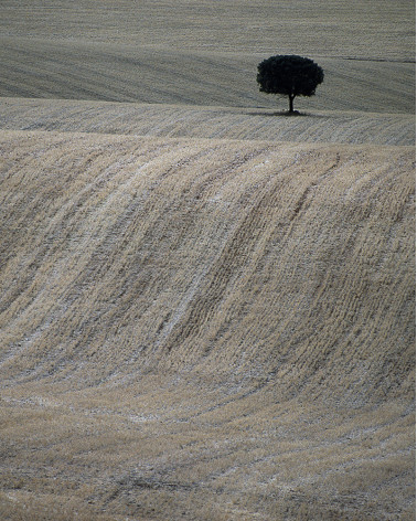 Hans Silvester -  Photo Memorable tree in South of Spain 1