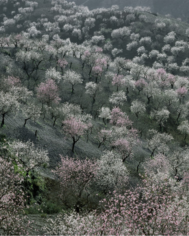 Hans Silvester - Photo arbres mémorables d'Andalousie 3