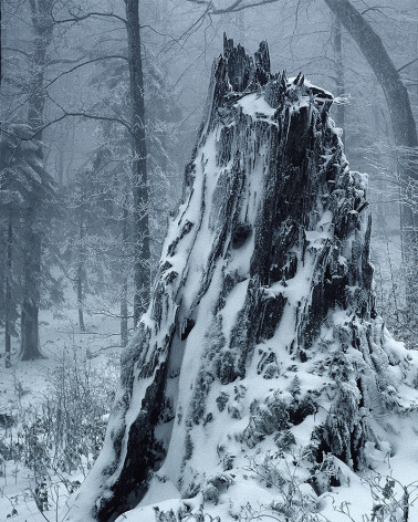 Hans Silvester -  Photo Stump under the snow
