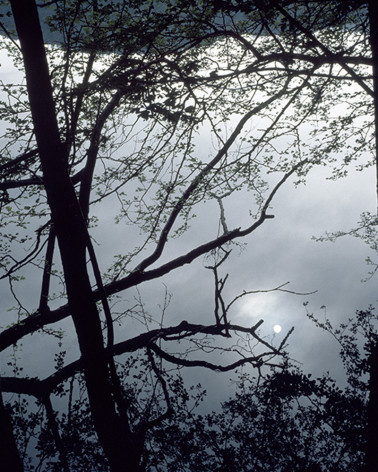 Hans Silvester - Photo Pleine Lune sur la forêt