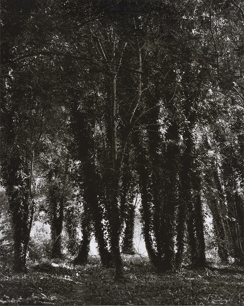 Arbres et Lichens