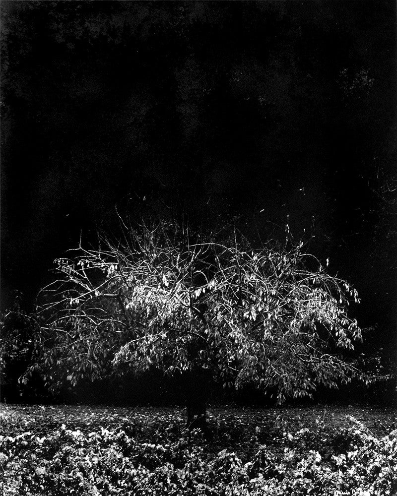 Weeping cherry tree