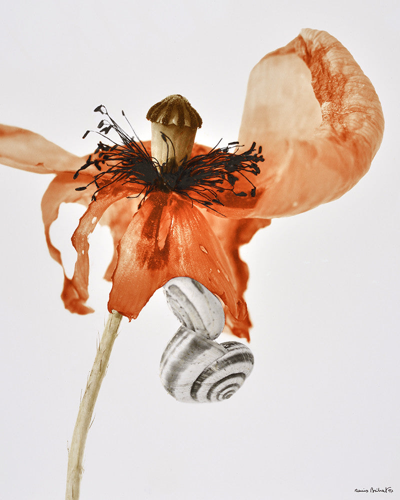 Poppy and Snail Photo 01
