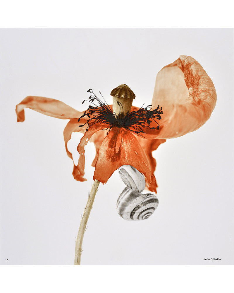 Poppy and Snail Photo 01