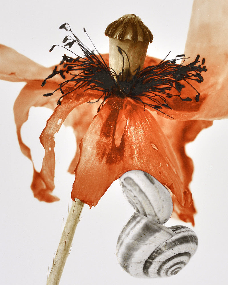 Poppy and Snail Photo 01
