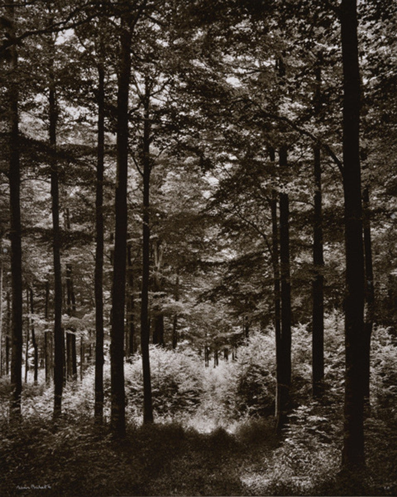 Forêt