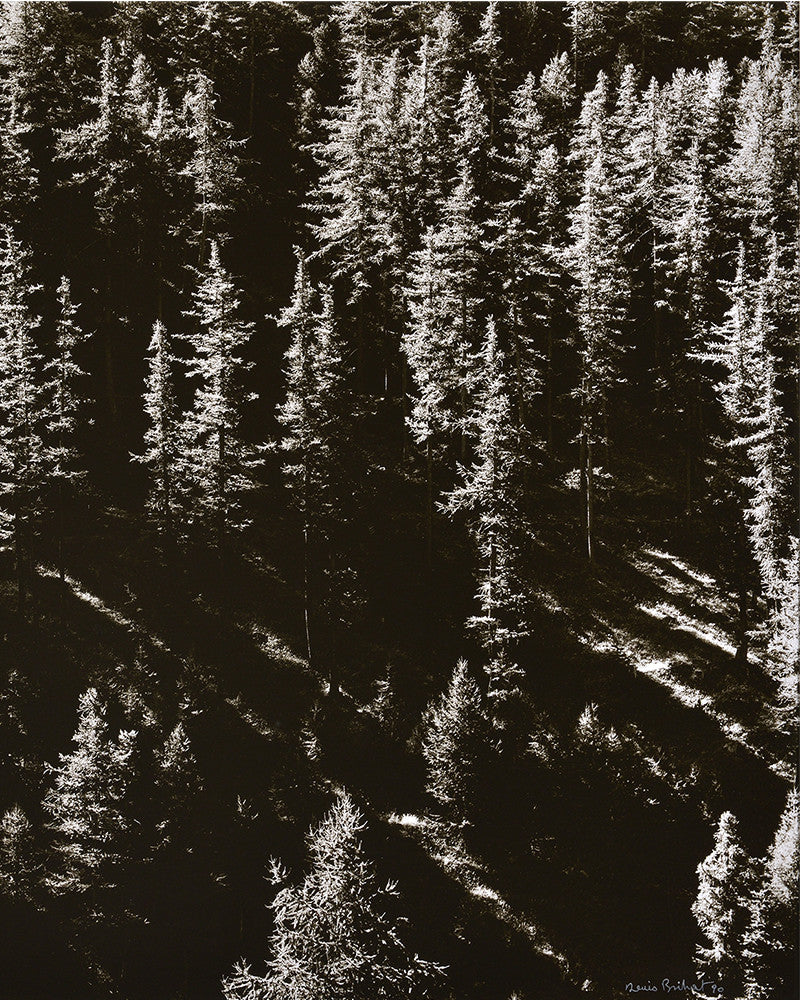 Larches at Val Prévert